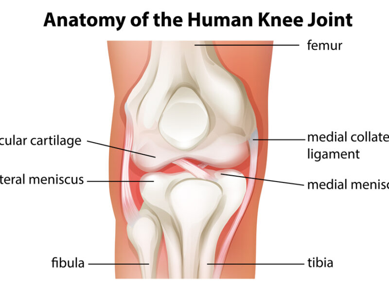 Human knee joint anatomy